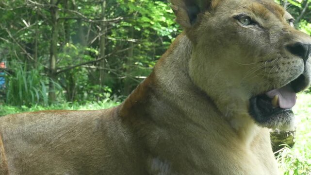 Close-up profile of a majestic lioness resting on green grass in a lush safari park environment, with dense tropical trees in the background.
