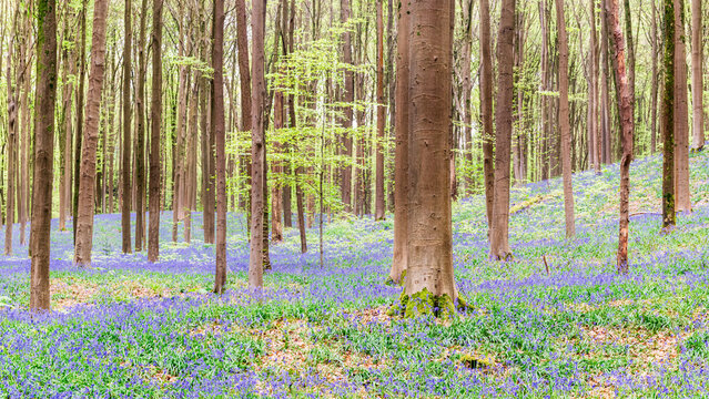 Dramatic Spring Forest with Bluebell Carpet and Depth