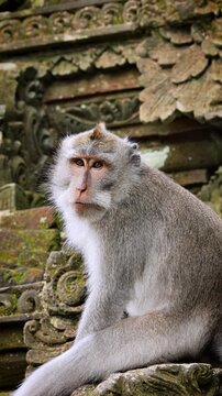 Monkey (Long-Tailed Macaque) at a temple in the Monkey forest in Ubud Bali Indonesia. Vertical Video.