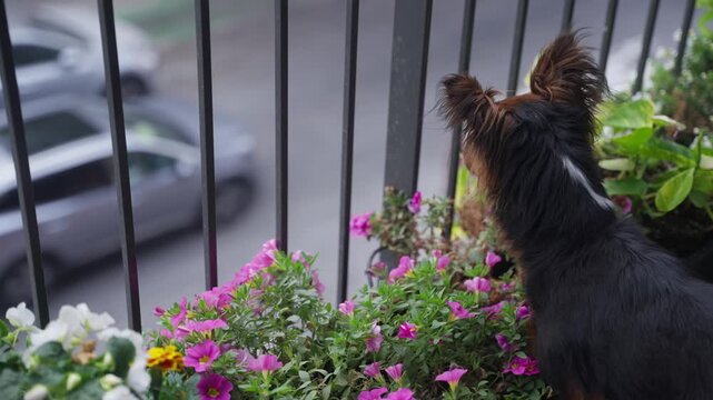 Small fluffy cute dog guarding outside looking at street from building balcony. Furry canine puppy attentive and curious standing by rails in apartment residential building watching urban road