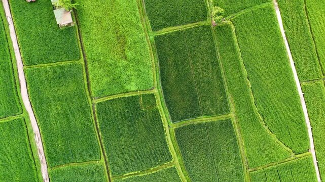 Flying over the beautiful landscape of Bali Indonesia at dawn.