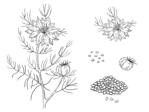 Sketch set of Nigella sativa flowers, leaves and seeds isolated on white background. Outline flowers are element for design. Hand drawn contour lines. Vector illustration