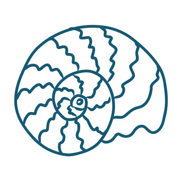 Hand drawn sea shell vector line art illustration on white background.