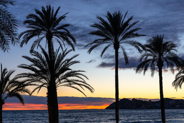 Obraz premium Sunset landscape with palm trees landscape over Mediterranean Sea waters at sunset golden hour seen from Poniente Beach at Costa Blanca coast of Benidorm in Spain