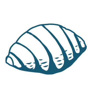 Hand drawn sea shell vector line art illustration on white background.