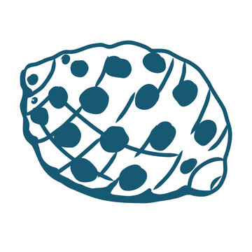 Hand drawn sea shell vector line art illustration on white background.