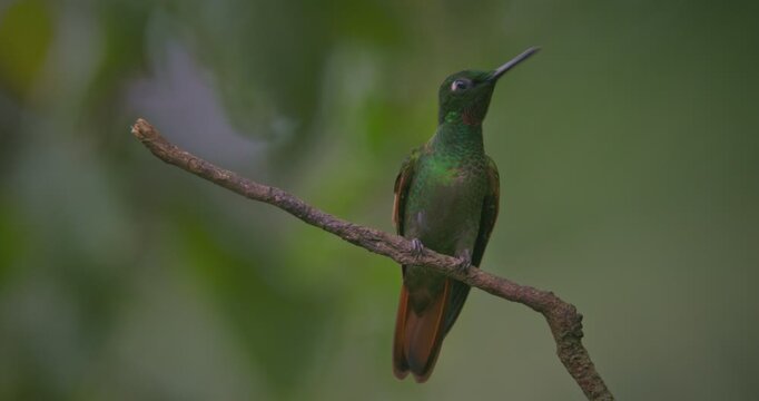 Brazilian ruby (Clytolaema rubricauda) perched on a branch in Atlantic Rain Forest	
