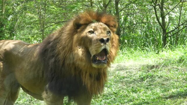 A majestic male lion with a full mane standing on a grassy field in a safari park, surrounded by lush green trees and bright natural sunlight