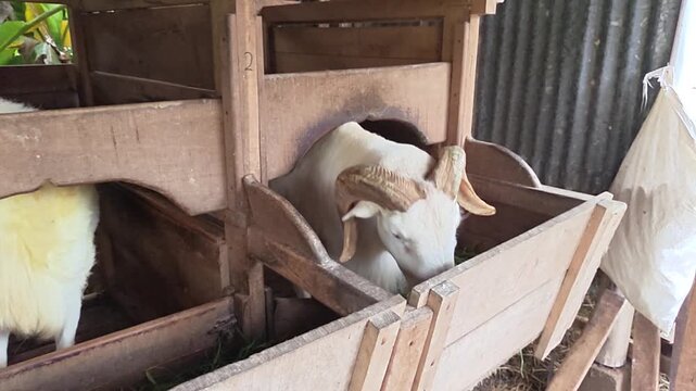 White ram standing inside traditional wooden livestock pen. Farm goat with horns in rustic wooden cage.