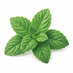 Mint leaves icon white background.eps © Tharindu