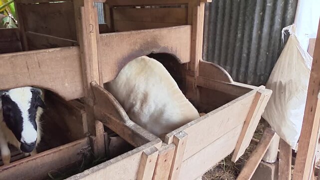White ram standing inside traditional wooden livestock pen. Farm goat with horns in rustic wooden cage.