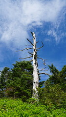 Fototapeta premium Hiking the Volcano: A Summer Ascent of Mount Yakedake, Nagano, Japan