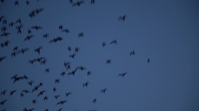 video slow motion of starling murmuration, birds at sunset, flock of starlings, birds in sky, sunset wildlife, flying birds, inspirational nature, bird silhouette, starlings horizon, sunset sky birds