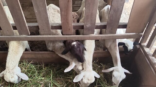 White ram standing inside traditional wooden livestock pen. Farm goat with horns in rustic wooden cage.