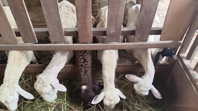 Herd of sheep peacefully eating grass from a wooden feeder in a farm enclosure, showcasing rural life and animal husbandry