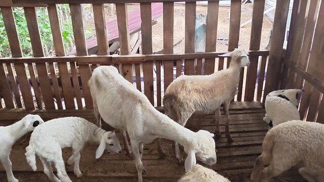 White ram standing inside traditional wooden livestock pen. Farm goat with horns in rustic wooden cage.