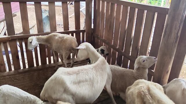 White ram standing inside traditional wooden livestock pen. Farm goat with horns in rustic wooden cage.