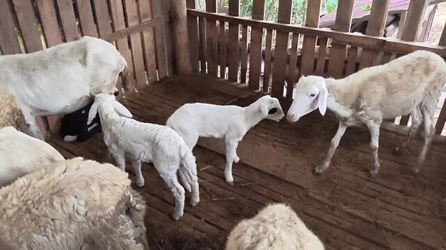 White ram standing inside traditional wooden livestock pen. Farm goat with horns in rustic wooden cage.