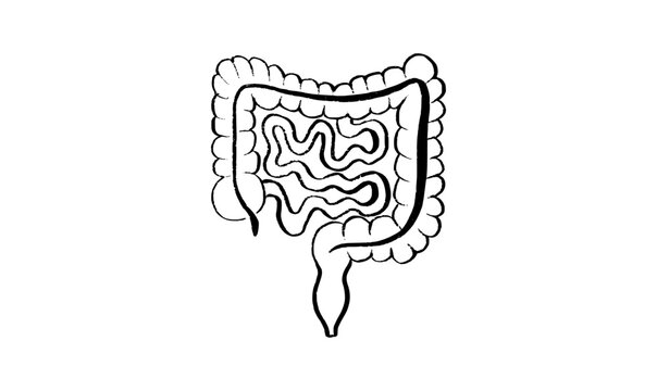 Human intestine sketch