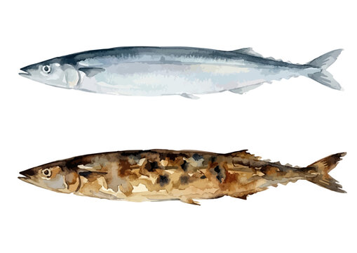 Watercolor-style fresh Pacific saury illustration, Japanese Sanma fish for autumn harvest ／ 水彩さんま