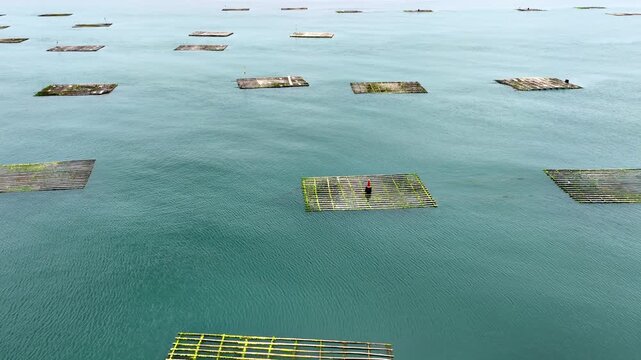 Aerial of floating oyster farms off the coast of Taiwan.