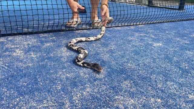 A snake on a blue padel court near the net while a person reaches with a smartphone. Unusual wildlife encounter in a sports setting