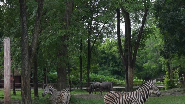 Two zebras and wildebeests grazing in a lush, green safari park environment with tall trees.