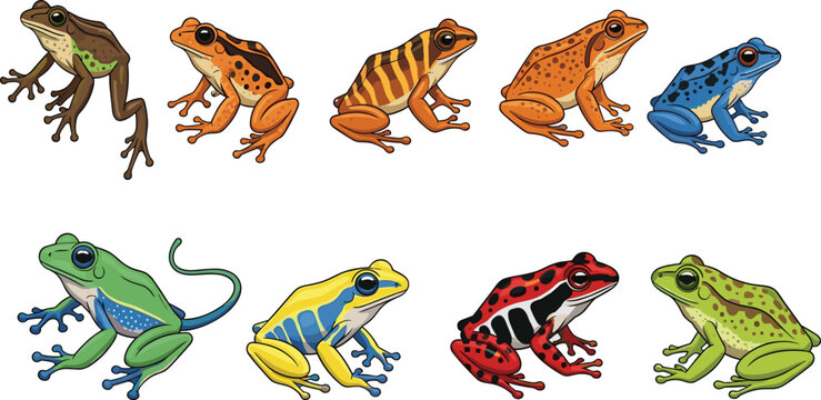 Diverse Collection of Tropical Poison Dart Frogs Vector Illustration Set Featuring Exotic Rainforest Species with Vibrant Colors and Patterns