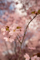 Fototapeta premium close-up of a single pink cherryblossom on a slender branch against a soft pastel bokeh of blooming trees in sunlit spring, delicate petals and warm tones conveying a dreamy, tranquil mood