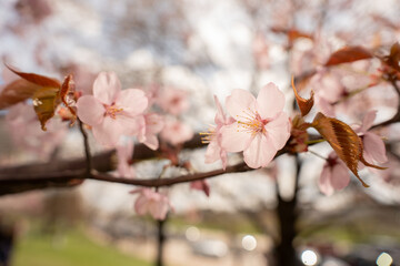 soft pink cherry blossoms in delicate closeup on a sunlit spring branch in an urban park, warm pastel tones, shallow depth with bokeh highlights conveying a serene, romantic, tranquil atmosphere © Yaraslava