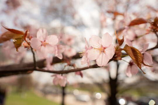 soft pink cherry blossoms in delicate closeup on a sunlit spring branch in an urban park, warm pastel tones, shallow depth with bokeh highlights conveying a serene, romantic, tranquil atmosphere
