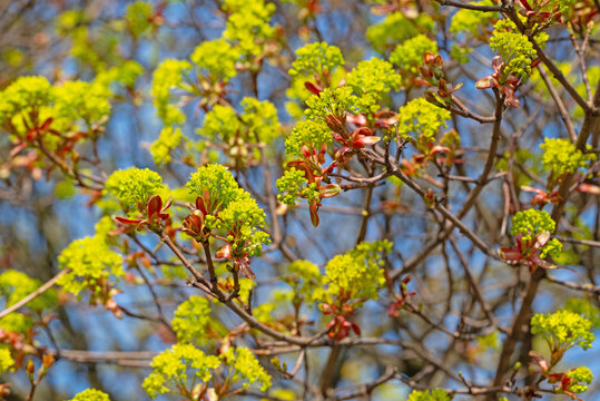 Flowering Norway maple in spring