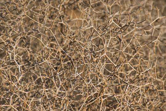 Closeup of the branches of a bare Launaea arborescens bush in winter with zigzagging branches on volcanic soil in Tenerife, Canary islands, 