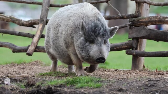 An adult female mini pig with grey fur walking on green grass along a wooden fence; the pig is wagging its tail on a sunny spring evening.