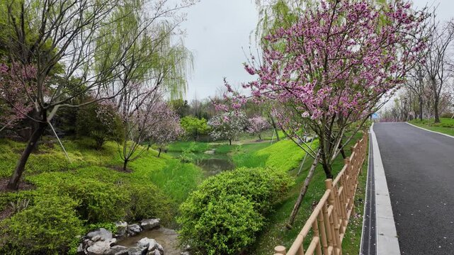 Shanghai World Expo Park, Shanghai, China: Cherry blossom trees in a serene park surrounding a winding stream amidst lush green foliage.