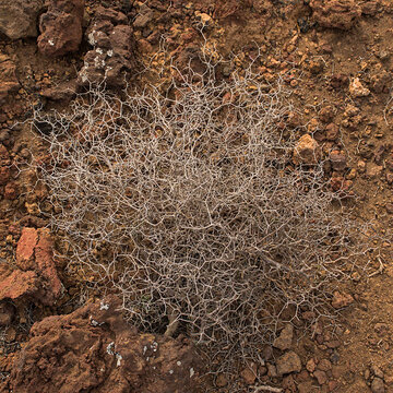 Closeup of the branches of a bare Launaea arborescens bush in winter with zigzagging branches on volcanic soil in Tenerife, Canary islands, 