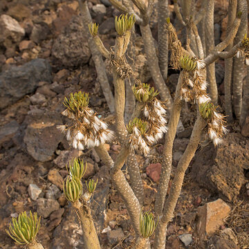 white fluffy achene fruits of a verode plant - Kleinia neriifolia
