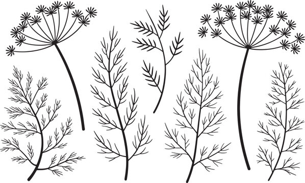 Set of Dill Plant Sprigs and Seed Umbel