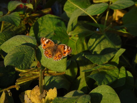 Golden Meadow Argus Butterfly Resting on Green Leaf. 
A Meadow Argus butterfly Junonia villida perches gracefully on lush green foliage under warm sunlight.