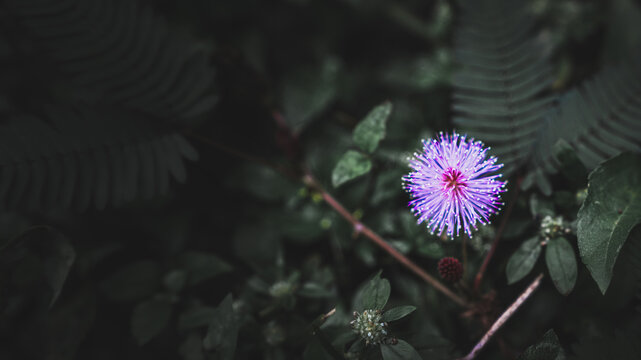 Pink flower of touch me not plant (Mimosa pudica) growing in natural surroundings, known for its sensitive leaves that fold on touch