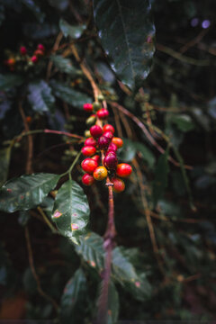 Ripe coffee cherries on plant ready for harvest, showing bright red berries on a coffee branch in plantation