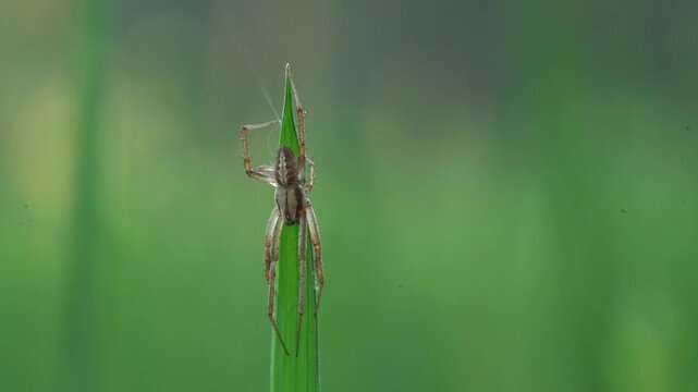 Tiny spider ballooning on a blade of grass