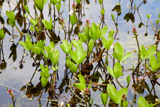 Bogbean (Menyanthes trifoliata) plants with green leaves and flower buds growing in a pond. Aquatic wildflowers in a spring wetland habitat.