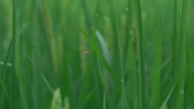 Small spider building web in green rice paddy