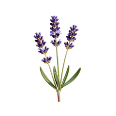 Fototapeta premium Close up of lavender flower stems on a white background, isolated in studio shot