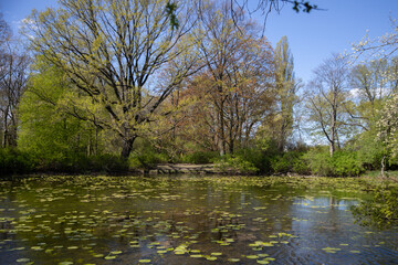 Fototapeta premium Wide park pond with trees reflected in water under bright sky, classic urban spring landscape background.