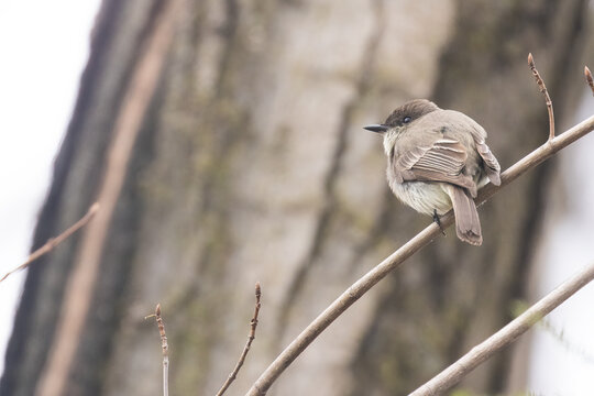  eastern phoebe (Sayornis Phoebe) in spring