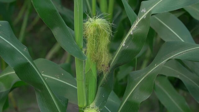 Young green ear of corn growing in a field