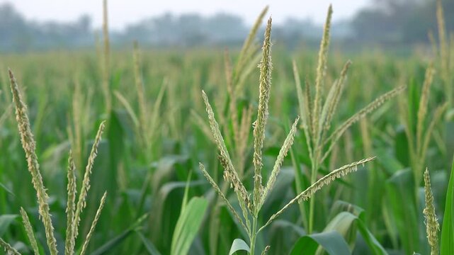 Green cornfield with flowers and tassels swaying