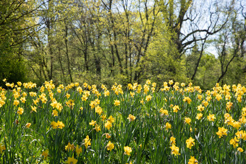Obraz premium Close view of blooming daffodils in a park meadow, vibrant yellow flowers forming natural background texture.